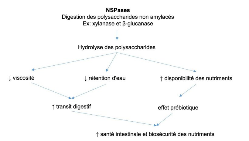 M&eacute;canisme d&#39;action des enzymes exog&egrave;nes. Les enzymes exog&egrave;nes ont une activit&eacute; pr&eacute;biotique en hydrolysant les polysaccharides non amylac&eacute;s en oligosaccharides utilisables par certaines bact&eacute;ries. Adapt&eacute; de Sinha 2011

