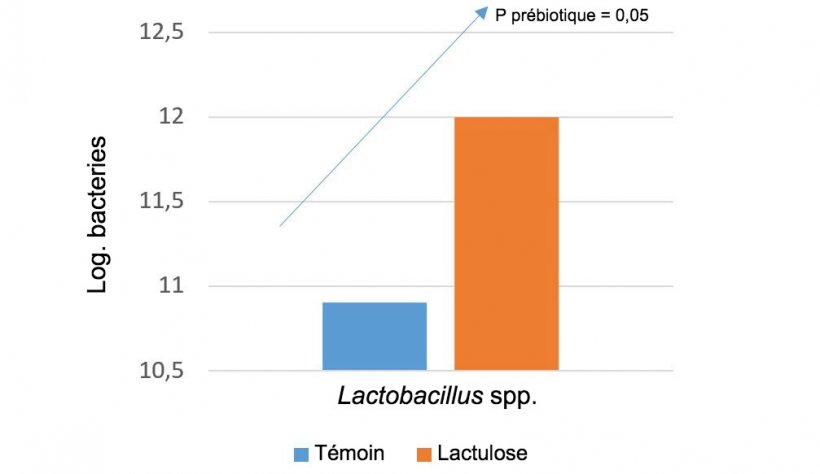 Nous pouvons utiliser des pr&eacute;biotiques sp&eacute;cifiques pour augmenter les populations microbiennes qui nous int&eacute;ressent. Par exemple, le lactulose augmente les niveaux de lactobacillus spp. War et al. 2014
