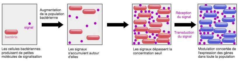 Un syst&egrave;me prometteur est la capacit&eacute; d&#39;influencer le m&eacute;canisme de signalisation entre les bact&eacute;ries (Quorum Sensing) via certains probiotiques. De cette mani&egrave;re, on peut les emp&ecirc;cher de mettre en &oelig;uvre des strat&eacute;gies de survie communes telles que la formation de biofilms ou la sporulation dans des conditions d&eacute;favorables.
