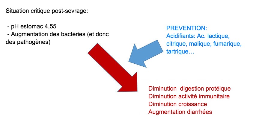 <p>Figure 2: L'acidification du digesta est &eacute;galement une bonne strat&eacute;gie pour am&eacute;liorer la digestion, en particulier chez les porcelets en post-sevrage, car leur capacit&eacute; endog&egrave;ne est tr&egrave;s limit&eacute;e. Gr&acirc;ce &agrave; l&rsquo;incorporation d&rsquo;un acidifiant dans l&rsquo;alimentation, on &eacute;vite une r&eacute;duction de la digestion des prot&eacute;ines et des alt&eacute;rations de l&rsquo;immunit&eacute; et des param&egrave;tres de production.</p>
