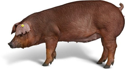 duroc