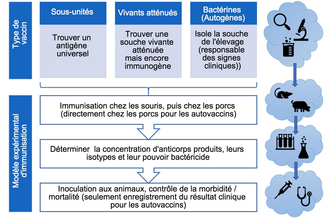 <p>Figure 3. Etapes dans l'analyse de l'efficacit&eacute; des vaccins exp&eacute;rimentaux (par type de vaccins).</p>
