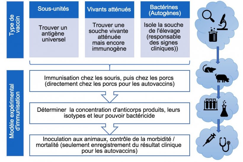 Figure 3. Etapes dans l&#39;analyse de l&#39;efficacit&eacute; des vaccins exp&eacute;rimentaux (par type de vaccins).
