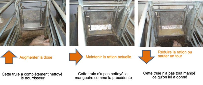 Figure 2 : Au moins une fois par jour, v&eacute;rifier le nourrisseur des truies et, selon ce qu&#39;on observe, d&eacute;cider si cette truie peut manger plus ou pas. Source : Pig Research Center
