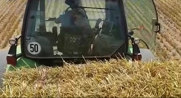 Photo 2. La paille contamin&eacute;e a &eacute;t&eacute; soup&ccedil;onn&eacute;e d&#39;&ecirc;tre le vecteur le plus susceptible de transmettre la PPA dans l&#39;un des foyers d&#39;un &eacute;levage polonais.
