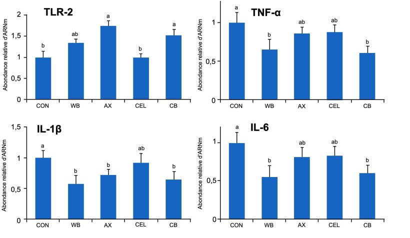 Figure 1. Effet de diff&eacute;rentes sources de fibres dans l&#39;alimentation sur l&#39;expression g&egrave;nique des r&eacute;cepteurs TLR-2 et des cytokines pro-inflammatoires dans l&#39;intestin de porcelets sevr&eacute;s. CON: r&eacute;gime t&eacute;moin sans composants fibreux WB: r&eacute;gime suppl&eacute;ment&eacute; avec 10% de son de bl&eacute; AX: r&eacute;gime suppl&eacute;ment&eacute; avec une quantit&eacute; d&#39;arabinoxylanes &eacute;quivalente &agrave; celle apport&eacute;e par 10% de son de bl&eacute; CEL: r&eacute;gime suppl&eacute;ment&eacute; avec une quantit&eacute; de cellulose &eacute;quivalente &agrave; celle apport&eacute;e pas 10% de son de bl&eacute; &nbsp;CB: r&eacute;gime alimentaire suppl&eacute;ment&eacute; conjointement des m&ecirc;mes quantit&eacute;s d&rsquo;arabinoxylanes et de cellulose. Les moyennes avec des lettres diff&eacute;rentes sont statistiquement diff&eacute;rente de mani&egrave;re significative (p &lt;0,05). Source: Chen et al., 2016
