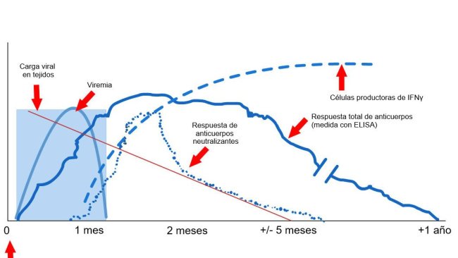 Figure 1: Réponse du système immunitaire d'un porc infecté par le virus SDRP (López et Osorio, 2004).