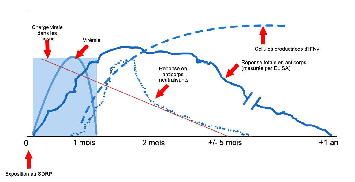 <p>Figure 1: R&eacute;ponse du syst&egrave;me immunitaire d'un porc infect&eacute; par le virus SDRP (L&oacute;pez et Osorio, 2004).</p>
