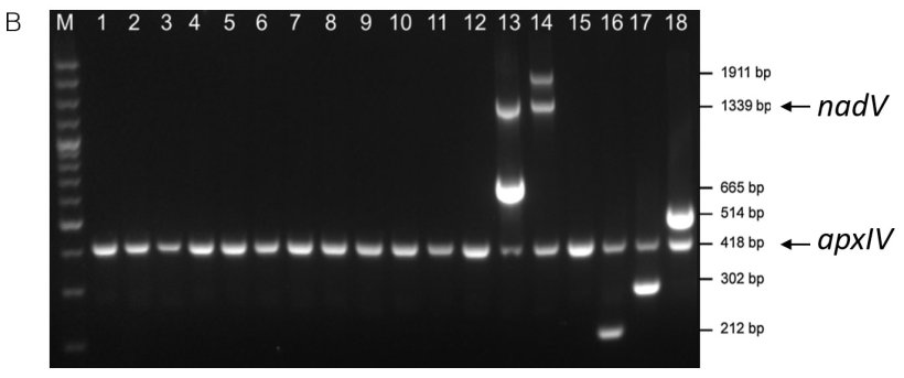 Figure 1. D&eacute;tection sp&eacute;cifique des s&eacute;rotypes d&#39;amplicons des souches de r&eacute;f&eacute;rence d&#39;App par (A) mPCR1 pour les s&eacute;rotypes 1-12 et 15 et (B) mPCR2 pour les s&eacute;rotypes 13-14 et 16-18. S&eacute;rotype des souches de r&eacute;f&eacute;rence 1-18 = lignes 1-18. Les deux mPCR montrent un amplicon apxIV de 418 pb qui confirme que les &eacute;chantillons sont App (adapt&eacute; de Boss&eacute; et al., 2018b).
