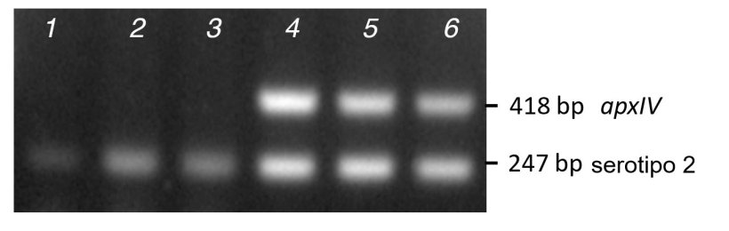 Figure 2. Comparaison de l&#39;amplification de bandes &agrave; partir de PCR de colonies purifi&eacute;es (lignes 1-3) par rapport &agrave; l&#39;ADN (lignes 4-6) pour trois isolats cliniques de s&eacute;rotype 2 en utilisant le mPCR1.
