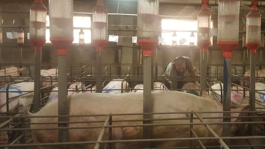 Il est essentiel de d&eacute;tecter les chaleurs avec le m&acirc;le devant les truies. La d&eacute;tection de la part de l'op&eacute;rateur doit &ecirc;tre active, en touchant, pressant les truies mais sans les effrayer.
