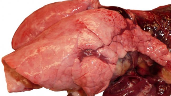 Photo 1. Pneumonie virale due &agrave; une infection grippale chez un porc en croissance.

