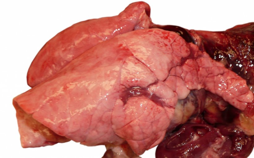 Photo 1. Pneumonie virale due &agrave; une infection grippale chez un porc en croissance.
