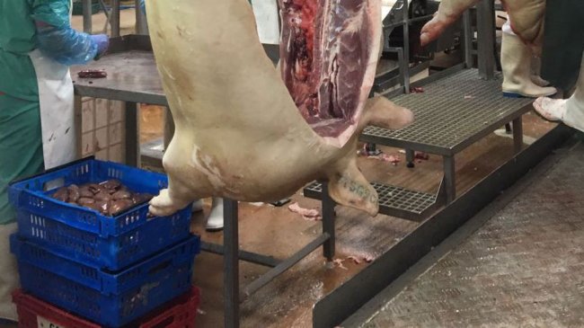prix porcs marché porc breton