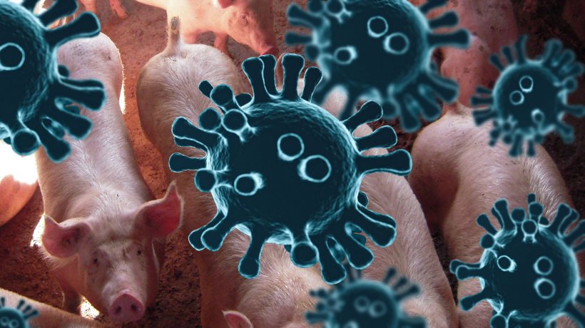 Diagnostic de laboratoire de la peste porcine africaine - Articles -  3trois3, Le site de la filière porc