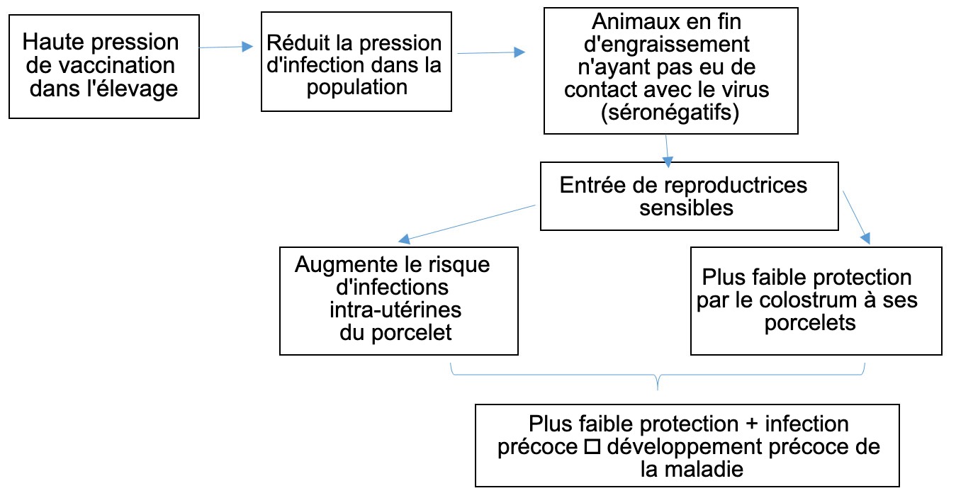 <p>Figure 1: Evolution de l'&eacute;pid&eacute;miologie de l'infection par le PCV-2 dans un contexte de vaccination syst&eacute;matique.</p>
