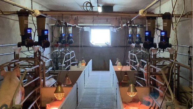 Image 1. Mangeoires électroniques installées en maternité dans un élevage commercial