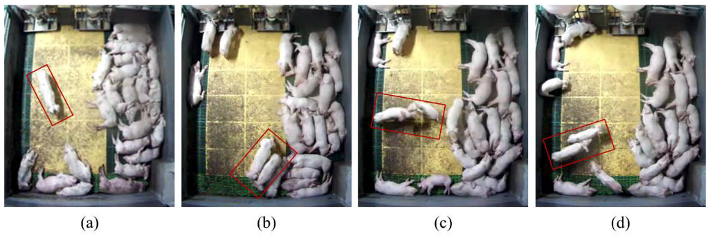 <p>Figure 1: Analyse d'images pour d&eacute;tecter les comportements chez les porcs: (a) Normal: marchant seul; (b) Normal: marchant ensemble (c) Agression: bagarre t&ecirc;te &agrave; t&ecirc;te et (d) Agression: pers&eacute;cution. Source: Lee et al. 2016.</p>
