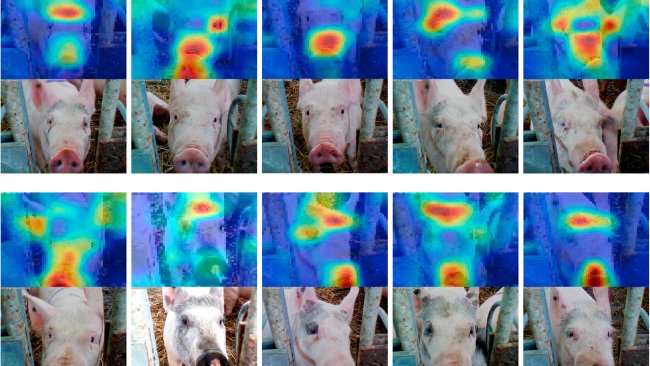 Figure 6: Reconnaissance faciale appliquée au porc. Source: Hansen et al. 2018