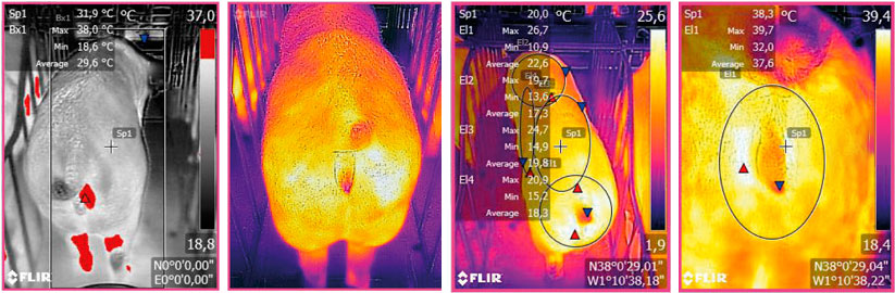 <p>Figure 3: Image thermographique prise &agrave; l'aide d'un appareil FLIR connect&eacute; &agrave; un smartphone. Source: Ramis el al. 2017</p>

