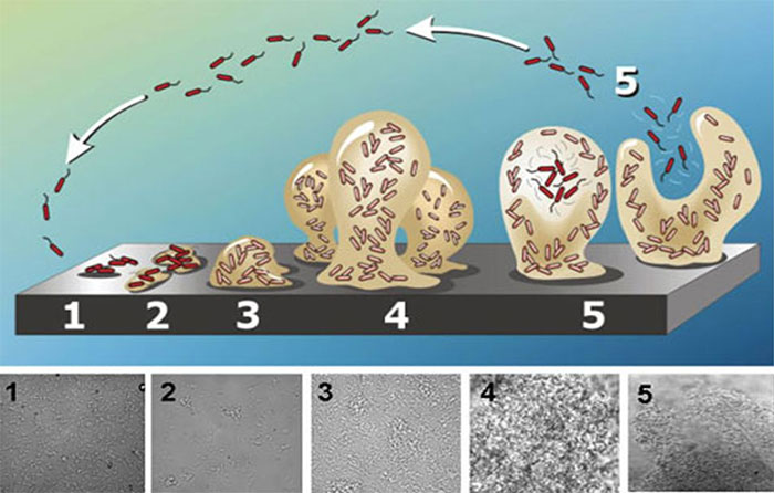 Image 1. Repr&eacute;sentation sch&eacute;matique de la formation de biofilm, de l&#39;adh&eacute;sion bact&eacute;rienne &agrave; la surface, &agrave; la formation de biofilm mature, constitu&eacute;e de polysaccharides. Forme de champignon avant le d&eacute;tachement. Source: Abraham Adu-Gyamfi
