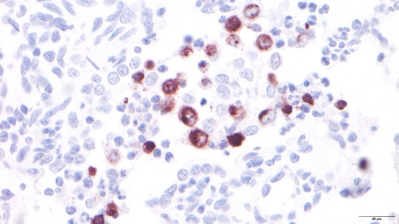 Figure 3: Macrophages alv&eacute;olaires infect&eacute;s par le SDRPv.
