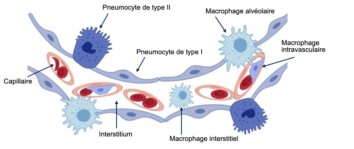 <p>Figure 2: Sch&eacute;ma de la paroi de l'alv&eacute;ole pulmonaire.</p>
