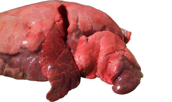 Figure 4: Lobes cr&acirc;niaux et m&eacute;dians affect&eacute;s par une pneumonie broncho-interstitielle caus&eacute;e par le SIV.
