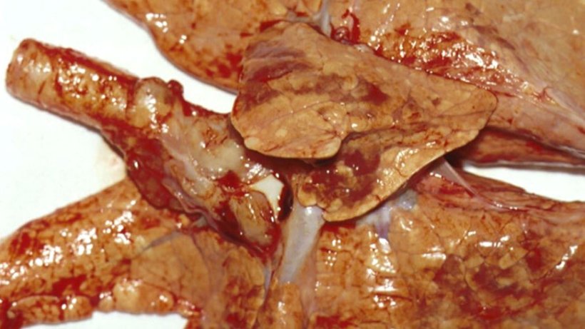 Figure 7: Pneumonie broncho-interstitielle caus&eacute;e par le PRCV.
