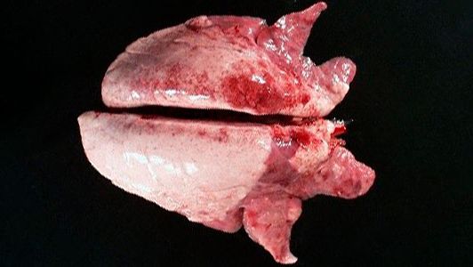 Photo 2. La consolidation cranio-ventrale du poumon peut &ecirc;tre observ&eacute;e dans les cas de Mycoplasma hyopneumoniae.
