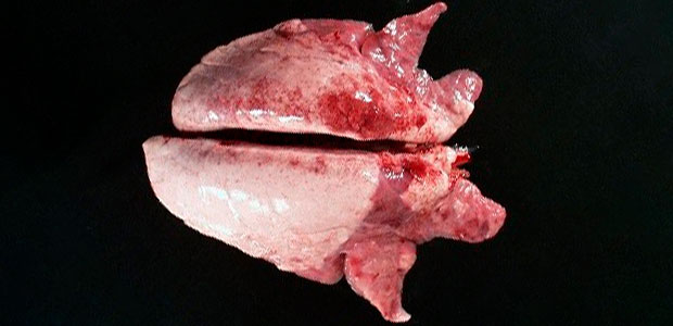 Photo 2. La consolidation cranio-ventrale du poumon peut &ecirc;tre observ&eacute;e dans les cas de Mycoplasma hyopneumoniae.
