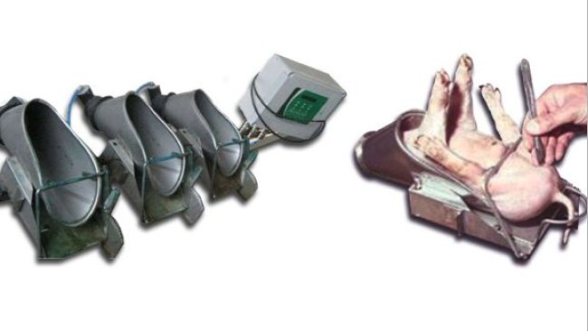 Castration porcelets