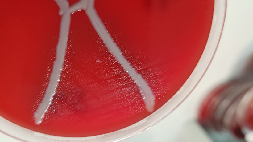 Glaesserella australis sur plaque de sang&nbsp;avec&nbsp;Staphylococcus aureus montrant du satellitisme. Source : QAAFI
