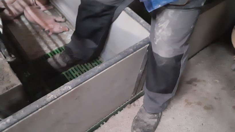 Image 1: Dans la mesure du possible, &eacute;vitez d&#39;entrer dans un enclos de mise-bas.&nbsp;Photo avec l&#39;aimable autorisation de Ramaderies Duch.
