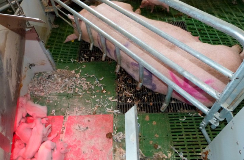 Photo 3. La zone du nid est un &eacute;l&eacute;ment cl&eacute; des maternit&eacute;s en libert&eacute;. Elle permet aux porcelets d&#39;&ecirc;tre en s&eacute;curit&eacute; et confortables, en &eacute;vitant de partager le m&ecirc;me espace avec la truie.
