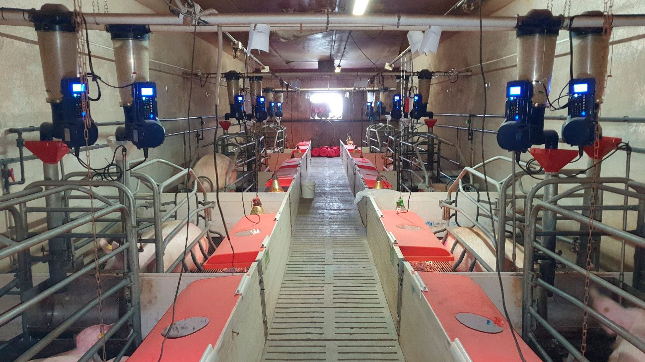 <p>Image 1. Mangeoires électroniques en maternité installées dans l'élevage commercial (Centre d'expérimentation porcine, Aguilafuente, Ségovie) où l'étude a été menée.</p>