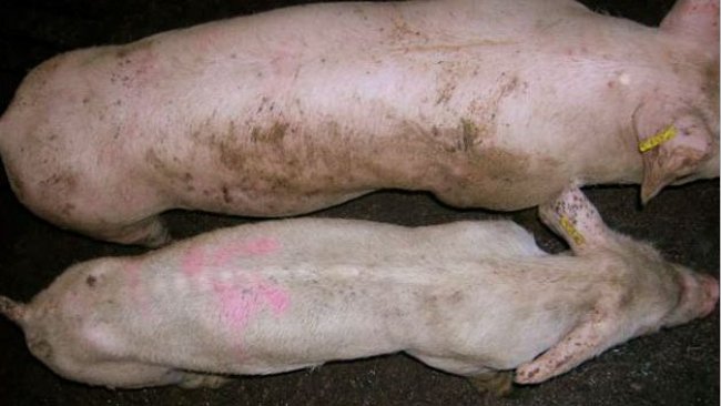 Animaux atteints de M.A.P.