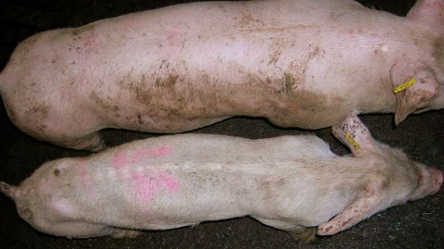 Animaux atteints de M.A.P.
