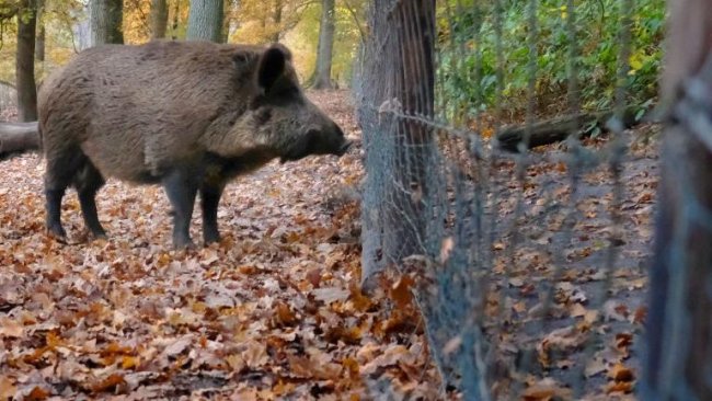 Peste porcine africaine