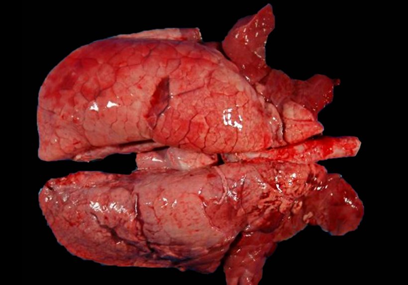 Figure 4. Poumon d&#39;un porc co-infect&eacute; par M. hyopneumoniae et le SIV. Zones de consolidation rouge dans les parties cranioventrales du poumon et quelques autres de moindre extension dans les lobes diaphragmatiques. Dans ces l&eacute;sions cranioventrales, les l&eacute;sions de M. hyopneumoniae et de &nbsp;SIV coexistent, ce qui ne permet pas de les distinguer macroscopiquement.
