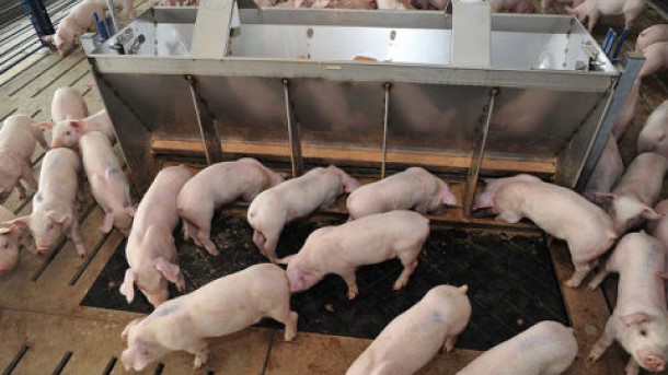 <p>Source: Extension de l'Université du Minnesota</p>