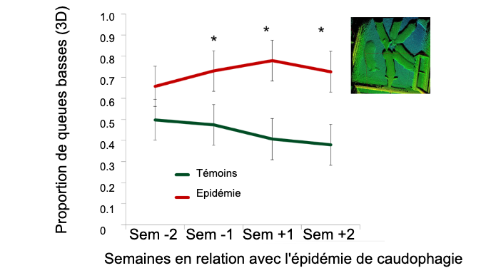 <p>Figure 2. Proportion de queues basses par rapport &agrave; l'apparition de l'&eacute;pid&eacute;mie de caudophagie</p>
