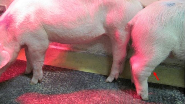 Figure 1. Forme chronique de peste porcine africaine (PPA). La flèche indique des articulations enflées. Source: Walczak et al. Pathogènes, 2020.9, 237