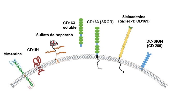 Image 2. Illustration des r&eacute;cepteurs g&eacute;n&eacute;ralement consid&eacute;r&eacute;s pour le SDRPv. Source: Zhang, Q., Yoo, D. (2015)
