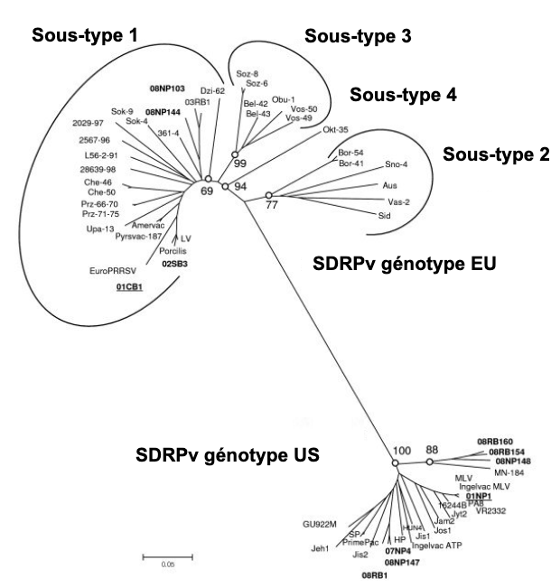 Image 1. Relation phylog&eacute;n&eacute;tique du virus SDRP, s&eacute;quences ORF 5 qui illustrent la diff&eacute;rence g&eacute;n&eacute;tique entre le SDRPv de type 1 (g&eacute;notype UE) et le SDRPv de type 2 (g&eacute;notype am&eacute;ricain). Source: Amonsin, A., Kedkovid, R., Puranaveja, S. et al. (2009)
