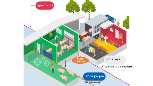 Image 1. Chargeur conçu pour charger des porcs dans un camion. Une double ligne de séparation (ligne discontinue rouge et orange) a été créée entre les zones propres et sales pour améliorer la biosécurité de ce processus. Image avec l'autorisation de Bioiberica.