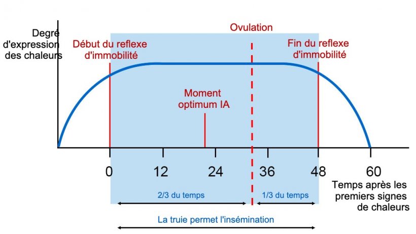 Figure 1 : Repr&eacute;sentation graphique du r&eacute;flexe d&#39;immobilit&eacute;, de l&#39;ovulation et du moment optimal de l&#39;IA chez une truie avec un &oelig;strus de 60h. Source Carles Casanovas.
