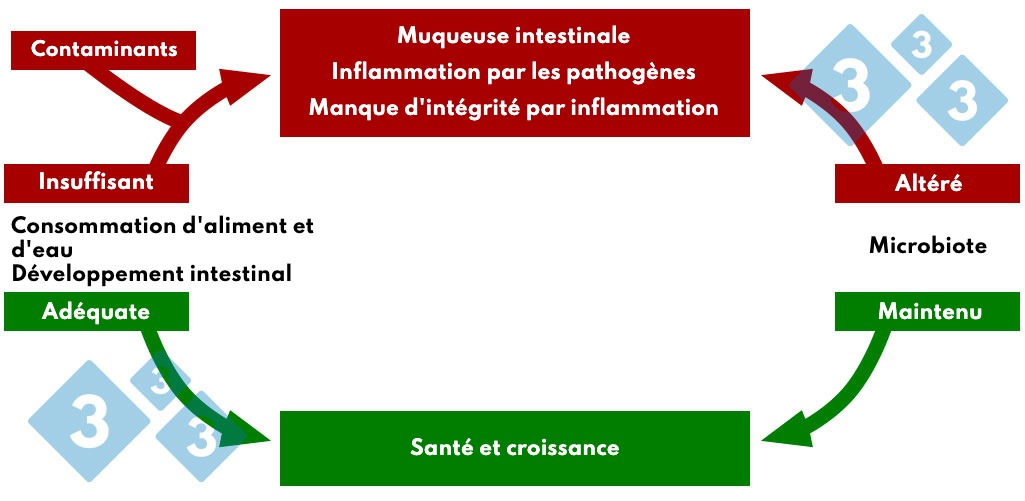 <p>Tableau 4. Interaction de la consommation d'aliments et d'eau dans la pathologie intestinale.</p>