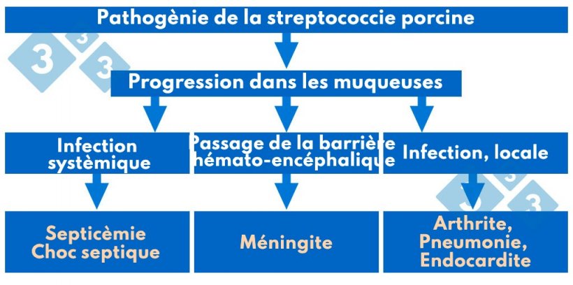 Tableau 1. Pathog&egrave;nie de la streptococcie porcine.
