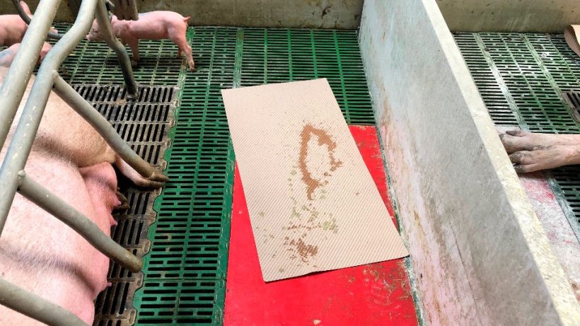 mage 1. Une m&eacute;thode pratique pour recueillir la diarrh&eacute;e consiste &agrave; utiliser des essuie-touts en papier qui sont utilis&eacute;s pour s&eacute;cher et conforter le porcelet apr&egrave;s la mise-bas. Ces essuie-touts sont laiss&eacute;s dans la maternit&eacute; et en cas de diarrh&eacute;e les porcelets les souilleront et ils serviront &agrave; pr&eacute;parer le m&eacute;lange que nous administrerons &agrave; la truie.
